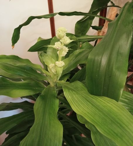 La Dracena in fiore a novembre